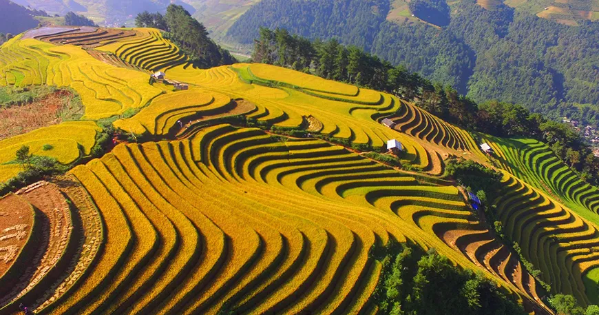 Mu Cang Chai