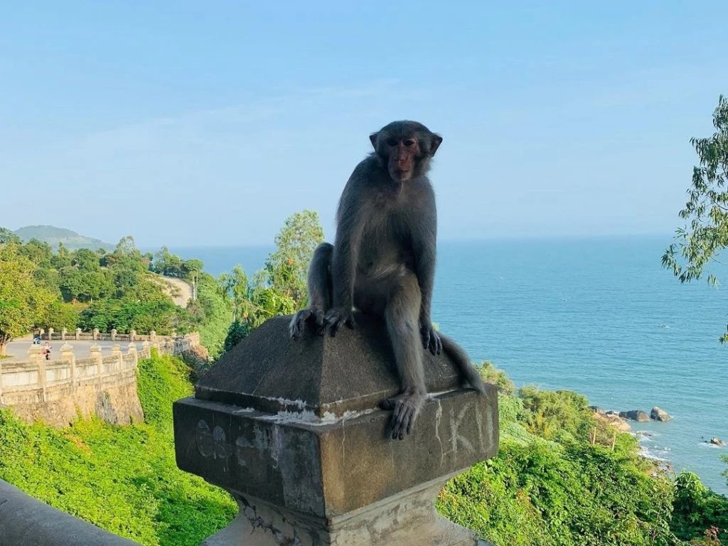 What to do in Da Nang's Monkey Mountain (Son Tra Peninsula)? - Hoi An Life