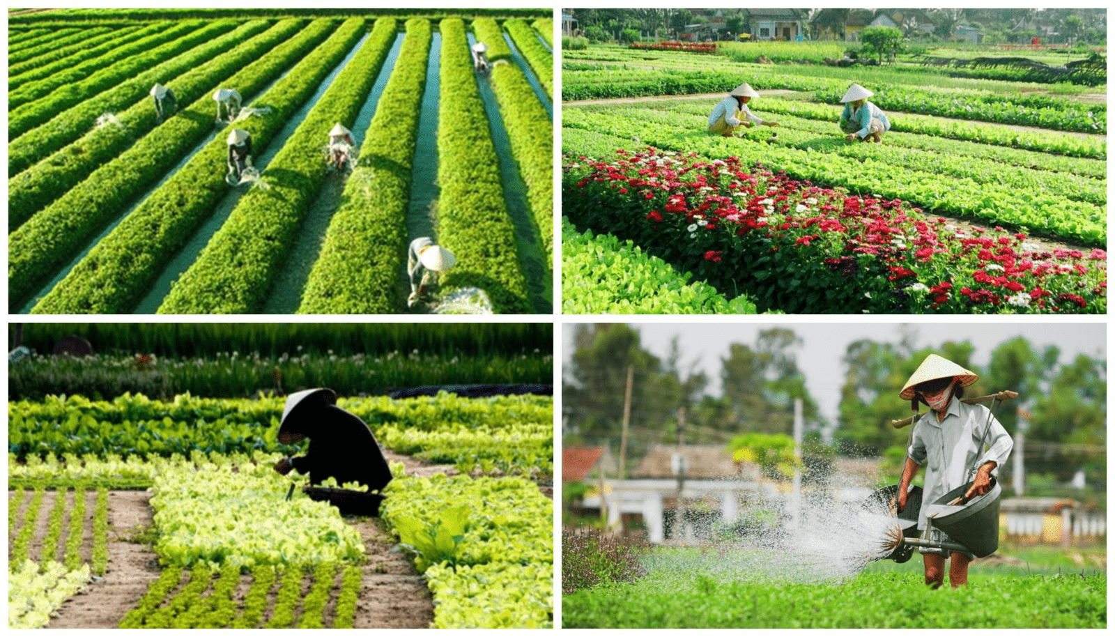 Tet in Hoi An: Wigo Tourist's 2025 Festive Guide 19 Tra Que Vegetable village Hoi An: An ultimate travel guide - Best Beach Resort in Central